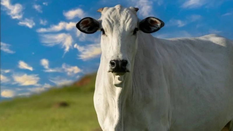 شاهد : البقرة الأغلى في العالم يتجاوز سعرها 4 ملايين دولار .. والكشف عن خصائصها المميزة