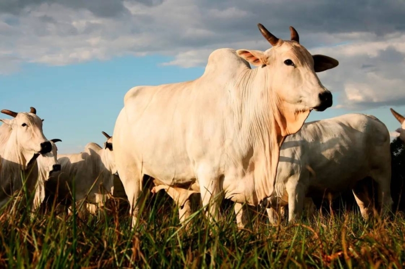 شاهد : البقرة الأغلى في العالم يتجاوز سعرها 4 ملايين دولار .. والكشف عن خصائصها المميزة
