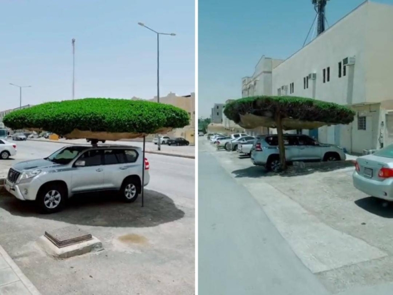 شاهد: شخص يبتكر فكرة جديدة ويحول شجرة إلى مظلة طبيعية لسيارته