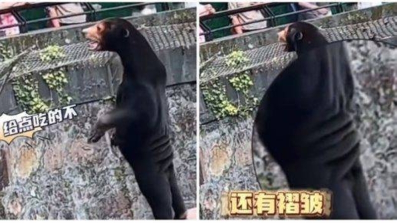 دببة أم بشر متنكرون؟..شاهد : دبة سوداء تقف على قدميها وتثير الجدل داخل حديقة حيوان في الصين