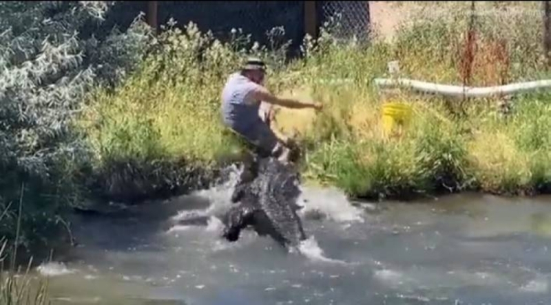 شاهد : لحظة هجوم تمساح ضخم على عامل أثناء محاولته إطعامه
