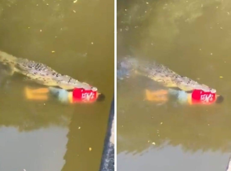 شاهد: تمساح ضخم يقتل لاعب كرة  أثناء السباحة ويسحبه وسط مياه نهر في كوستاريكا