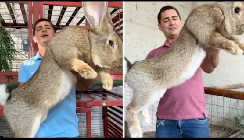 بحجم الخروف.. شاهد: أضخم أرنب في العالم يثير ذهول مواقع التواصل
