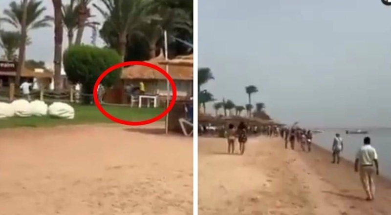 فيديو.. سمكة قرش تهاجم "مصرية" وتلتهم ذراعها بشواطئ مدينة دهب في سيناء