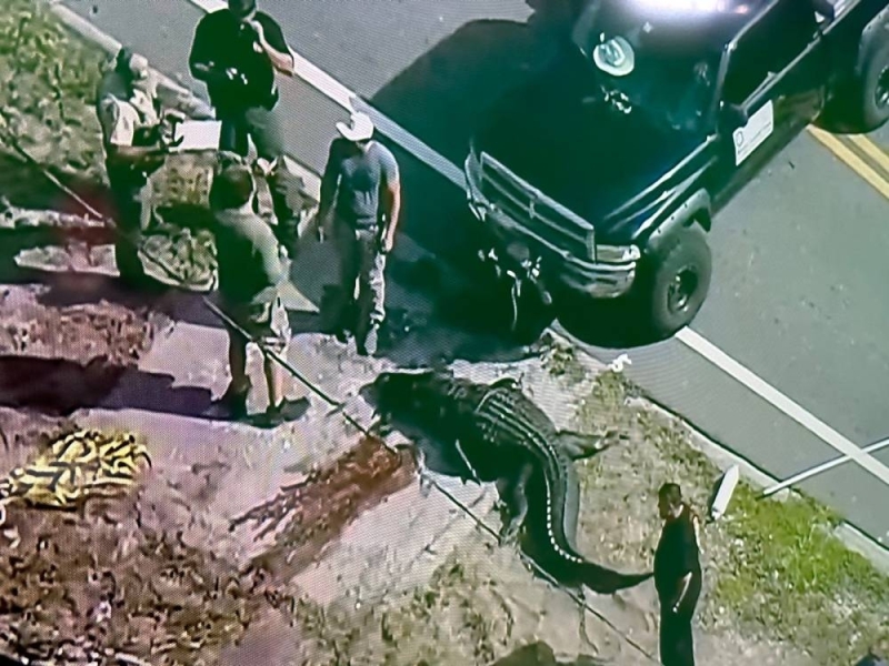 أمريكا.. بالفيديو: العثور على بقايا جثة بشرية داخل فك تمساح ضخم في مقاطعة بينيلاس بفلوريدا