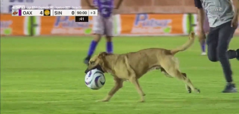 شاهد.. كلب يقتحم ملعب أثناء المباراة ويخطف الكرة ويهرب بها