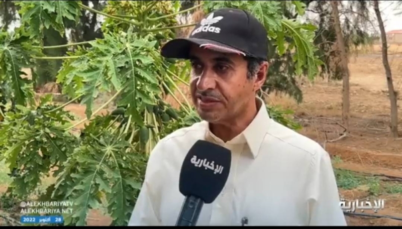 بالفيديو: مواطن ينجح في زراعة شجر البابايا الاستوائية في رفحاء ويكشف عن أكبر تحدي واجهه