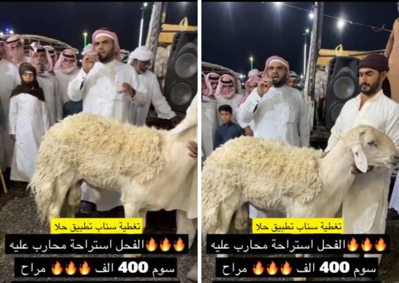 شاهد.. بيع خروف في مزاد بسعر 400 ألف ريال
