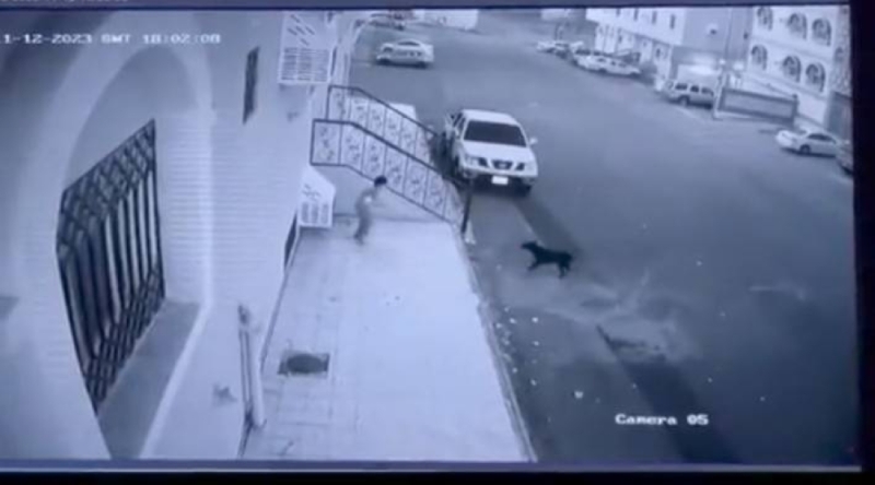 ‏شاهد: كلاب ضالة  تحاصر طفل بحي العنود في الطائف