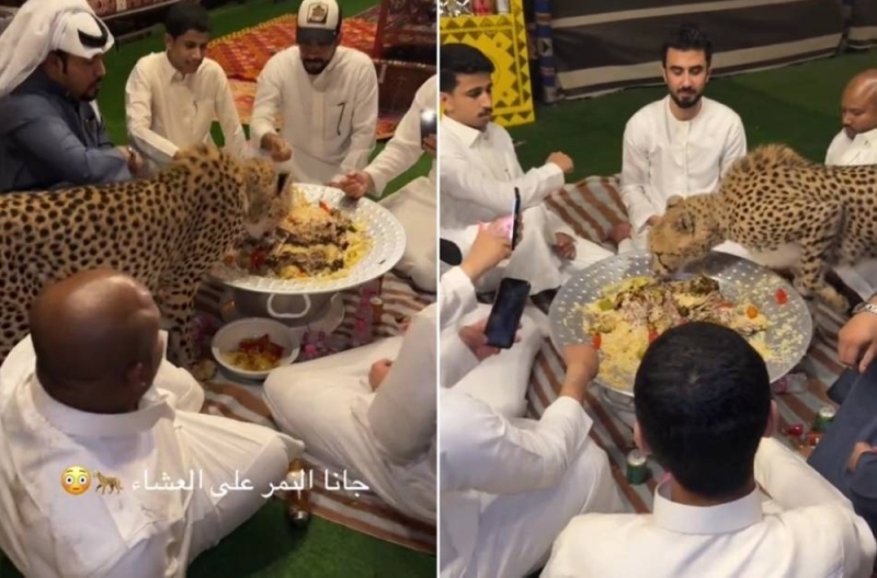 حيوان الفهد يفاجئ مجموعة شباب ويشاركهم وجبة العشاء.. شاهد ردة فعلهم