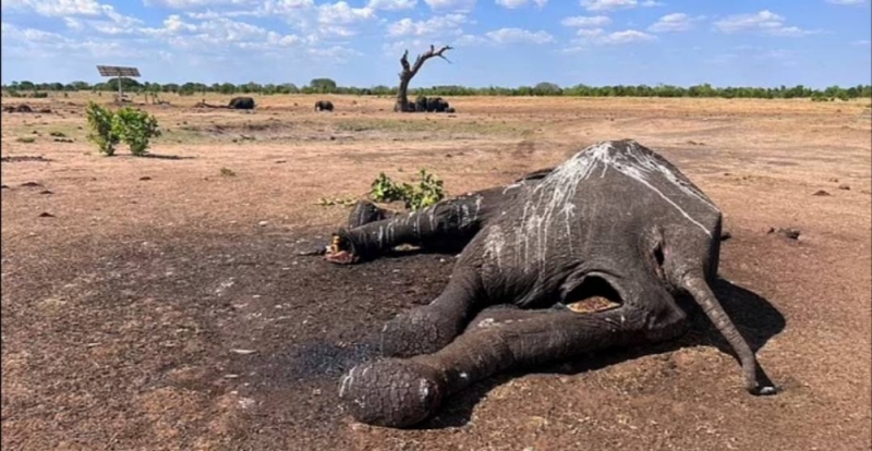 بالصور: الكشف عن سبب نفوق جماعي لأكثر  من 160 فيلًا في زيمبابوي