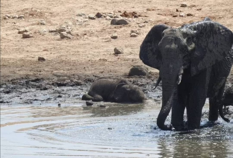 بالصور: الكشف عن سبب نفوق جماعي لأكثر  من 160 فيلًا في زيمبابوي