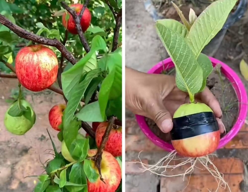 شاهد : أغرب طريقة لإنتاج ثمار "الجوافة والتفاح " من نفس الشجرة باستخدام "سطل ماء " بلاستيك