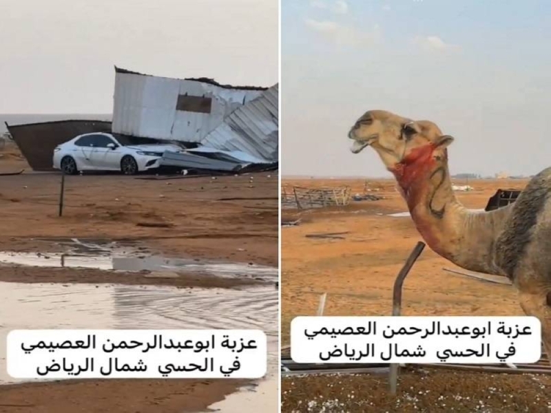 شاهد: عاصفة بردية تحطم "عزبة أبو عبدالرحمن" وتصيب ‏الجمال  بكسور وجروح دامية شمال الرياض