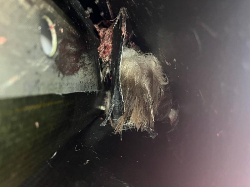 شاهد: طائر يصطدم بجناح طائرة لـ"الخطوط السعودية" ‬⁩بعد إقلاعها من مطار هيثرو ويحدث فجوة كبيرة في الجناح