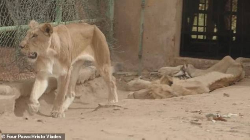 ظلت 8 أشهر تتضور جوعًا حتى الموت.. هذا ما حدث للأسود بسبب الحرب في السودان