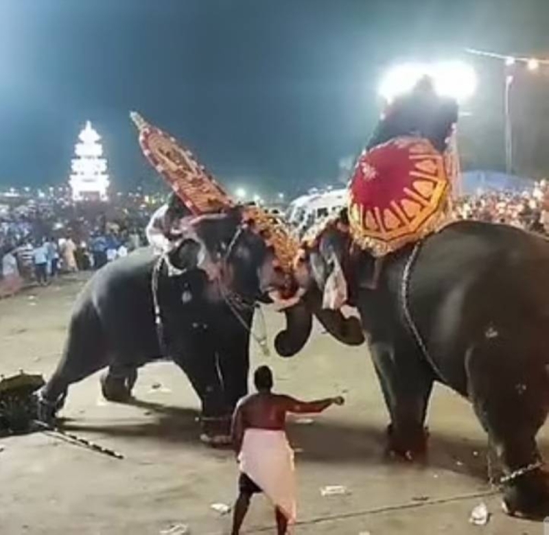 شاهد.. فيلان ضخمان يتصارعان وينقضان على الحشود في مهرجان ديني بالهند