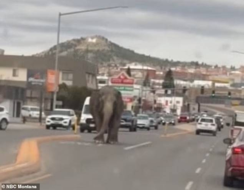 شاهد .. فيل ضخم يهرب من السيرك ويتجول بشوارع بلدة أمريكية وسط اندهاش المارة
