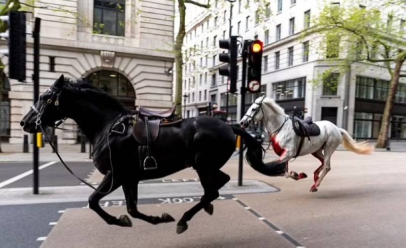 أصابوا جندي وحطموا السيارات.. شاهد:  5 خيول تسقط الفرسان أثناء التدريب وتهرب وتثير الذعر  في شوارع لندن