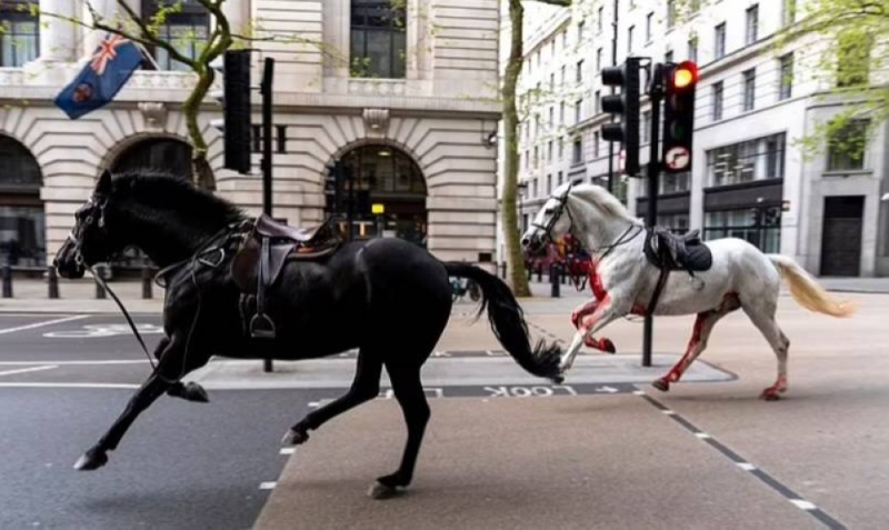 أصابوا جندي وحطموا السيارات.. شاهد:  5 خيول تسقط الفرسان أثناء التدريب وتهرب وتثير الذعر  في شوارع لندن