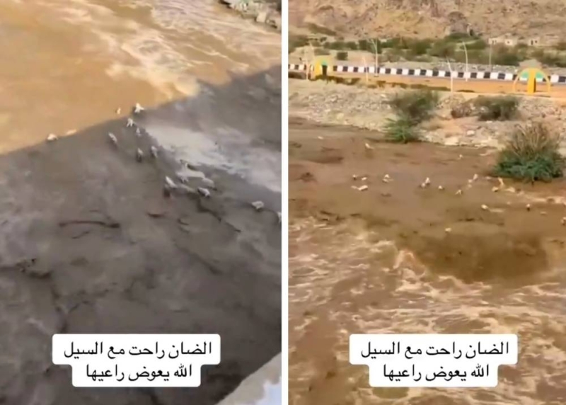 شاهد: سيول منقولة تجرف عدد كبير من الأغنام في محافظة أضم