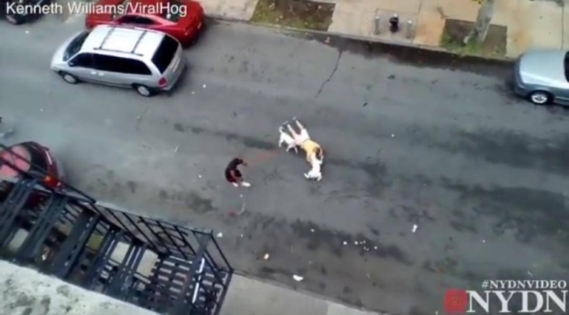 ‏شاهد.. امرأة أمريكية تطلق كلابها لمهاجمة مسن ونهش جسده وسط شارع عام في نيويورك