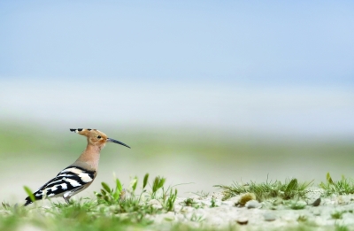 ظهور الهدهد يبشّر بقرب اعتدال الطقس وانحسار موجة الحر