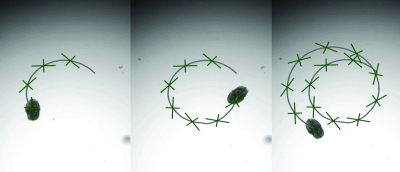 روبوتات «أغروبوتس» تعمل كـ«منظِّفات خلوية ذكية وموجَّهة»