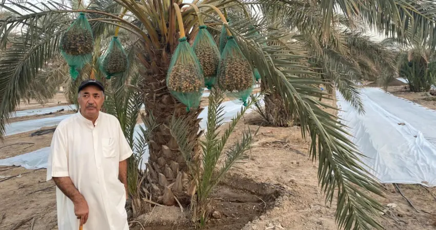 عبدالمحسن المدعج: إنتاجنا من التمور جيد لكن سوقها ضعيف
