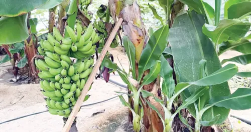 الجريوي: التين الكويتي في أسواق الجمعيات التعاونية يومياً 4 الجريوي: التين الكويتي في أسواق الجمعيات التعاونية يومياً