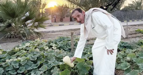 العازمي: المحاصيل شبه الستراتيجية تسهم في تحقيق الأمن الغذائي 2 العازمي: المحاصيل شبه الستراتيجية تسهم في تحقيق الأمن الغذائي