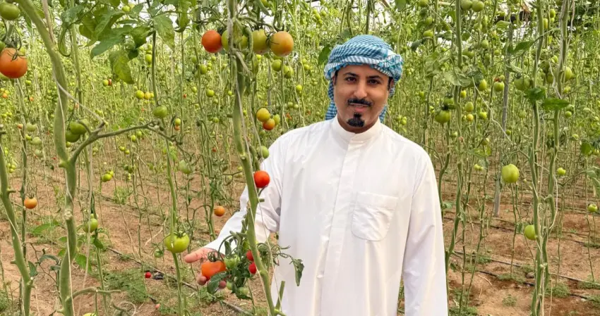 اللافي: لا لترقيد الطماطم بالمجمّعات