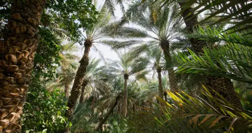 'العين' حافظة ماضي الإمارات... تستقبل فنون العالم ولا تودِّع هويتها