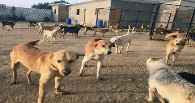 المشي... محفوف بـ 'الكلاب'!