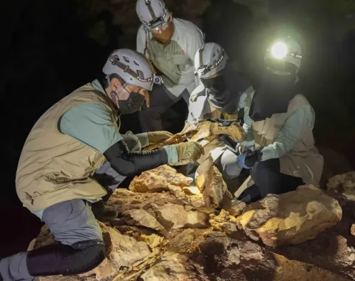 اكتشاف تاريخي: العثور على 7 فهود محنطة في كهوف شمال السعودية