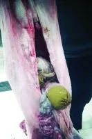 آخر صيحات التهريب من إيران…"خراف حية محشوة بالمخدرات للكويت"!