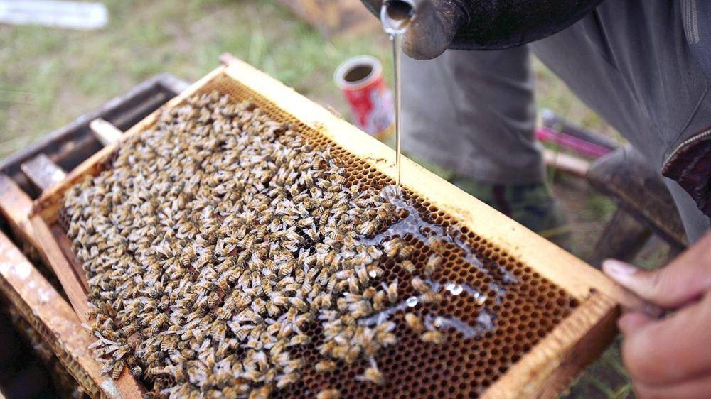 علماء يعلمون النحل شم كوفيد