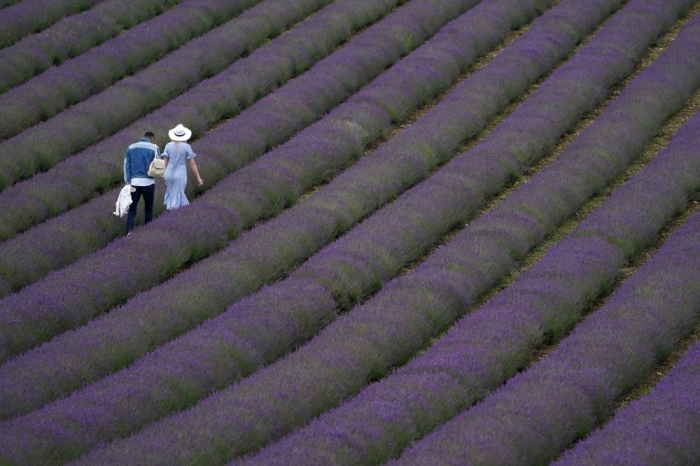 13 July 2021, United Kingdom, Chichester: People walk through rows of lavender during the open week which runs until 18 July 2021 at Lordington Lavender. Photo: Andrew Matthews/PA Wire/dpa