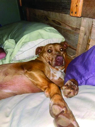 كلب يقتحم منزل زوجين في ولاية تينيسي وينام في سريرهما