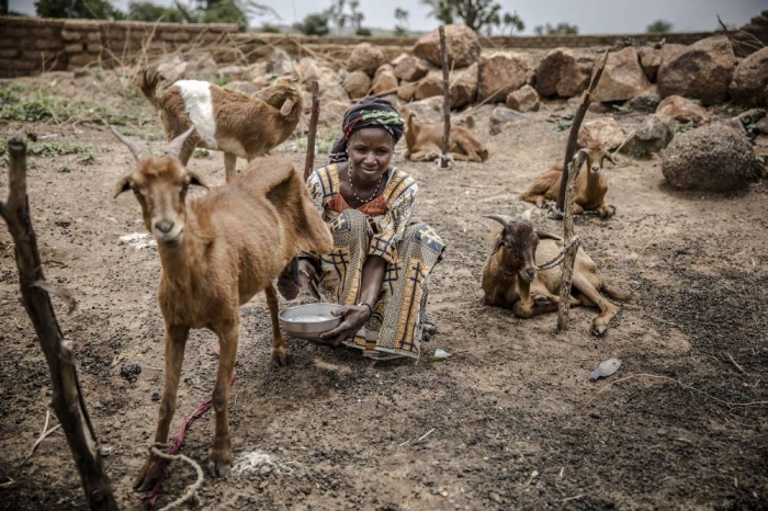 30 July 2019, Malamawa, Niger - A woman milks her goats in Malamawa village, Zinder Region, Niger on July 30, 2019.