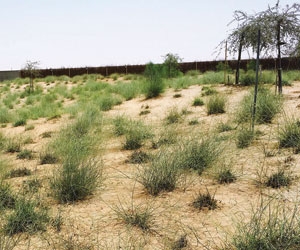 90 % من الأراضي الخليجية غير صالحة للزراعة