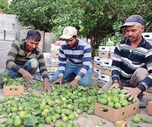 27 مليون ريال مبيعات الليمون في نجران