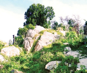 غابة جبل الصهاليل تترقب تحويلها لمتنزه وطني
