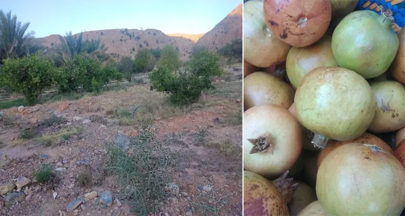 «وكان» و«الجبل الأبيض» .. ممكنات ومقومات طبيعية وسياحية جاذبة على مدار العام