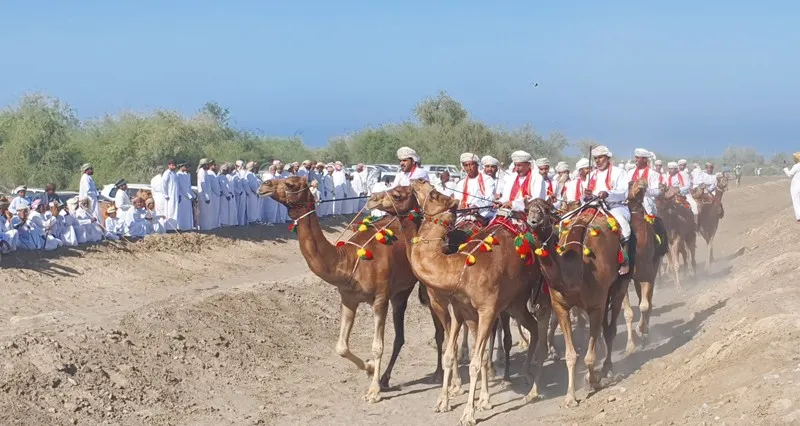 عروض مبهرة فـي ختام مهرجان ركض عرضة الهجن بقرية «محارة» بولاية المصنعة