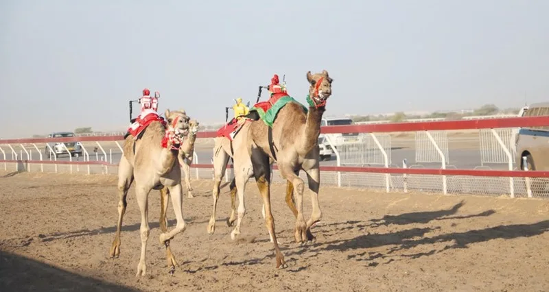 اليوم.. ختام منافسات المحطة الرابعة من سباقات الهجن الأهلية بولاية بركاء