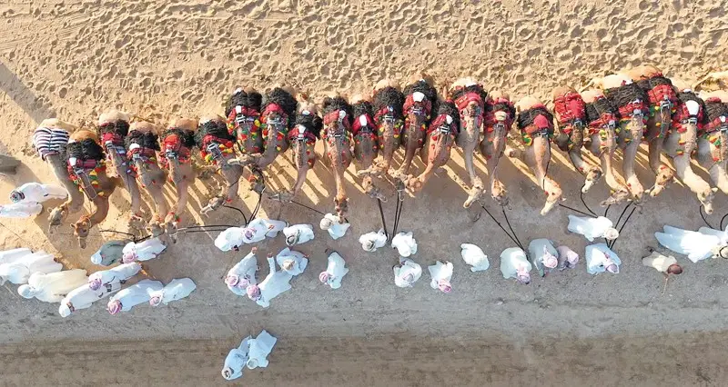 أكثر من 150 ناقة تشارك فـي عرضة الهجن بالبريمي