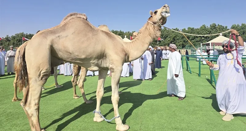 إسدال الستار على فعاليات مهرجان حمراء الدروع للإبل والموروث الشعبي
