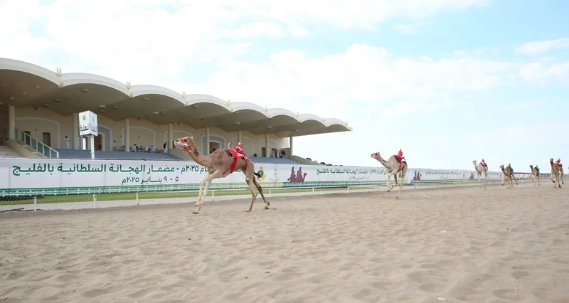 17 شوطا فـي انطلاق السباق العام بمضمار الفليج ببركاء