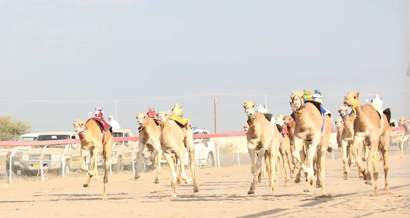 17 شوطا فـي انطلاق السباق العام بمضمار الفليج ببركاء